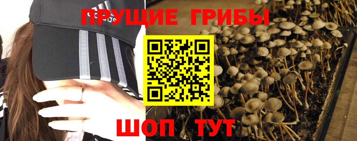 Галлюциногенные грибы Magic Shrooms  Псилоцибиновые грибы прущие грибы  Вход с VPN  Тавда 